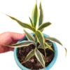 Buy Golden Lucky Bamboo Plant Online at Nursery Nisarga