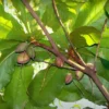 Buy Badam-Indian Almond Tree "Terminalia Catappa" online at Nursery nsarga