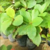 Buy Badam-Indian Almond Tree "Terminalia Catappa" online at Nursery nsarga