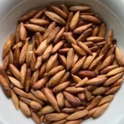Buy Badam-Indian Almond Tree "Terminalia Catappa" online at Nursery nsarga