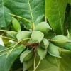 Buy Badam-Indian Almond Tree "Terminalia Catappa" online at Nursery nsarga