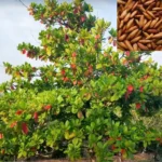 Buy Badam-Indian Almond Tree "Terminalia Catappa" online at Nursery nsarga