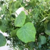 Buy Stephania Tuber Plant from nursery nisarga