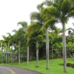 Foxtail Palm planted in alignment at Nursery Nisarga