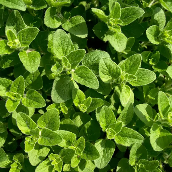 Buy Oregano Herb plant online - Nursery Nisarga