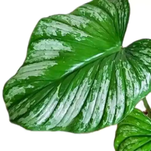 Buy Philodendron Mamei Plant Online at Nursery Nisarga