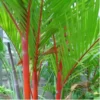 Buy Red Palm, Cyrtostachys Renda Alba Plant Online at Nursery Nisarga