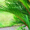 Buy Red Palm, Cyrtostachys Renda Alba Plant Online at Nursery Nisarga