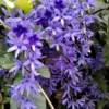 Buy Petrea Volubilis, Purple Sandpaper Plant (Nilmoni Lata) from Nursery Nisarga