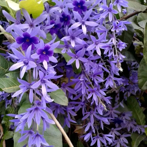 Buy Petrea Volubilis, Purple Sandpaper Plant (Nilmoni Lata) from Nursery Nisarga