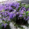 Buy Petrea Volubilis, Purple Sandpaper Plant (Nilmoni Lata) from Nursery Nisarga