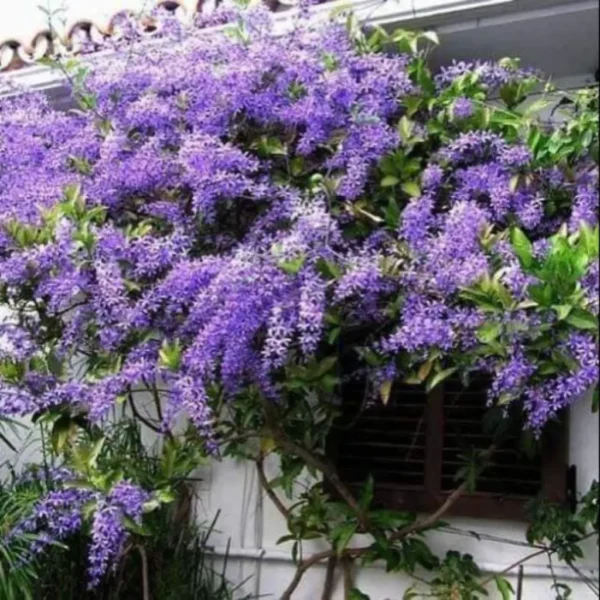 Buy Petrea Volubilis, Purple Sandpaper Plant (Nilmoni Lata) from Nursery Nisarga