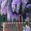 Buy Petrea Volubilis, Purple Sandpaper Plant (Nilmoni Lata) from Nursery Nisarga
