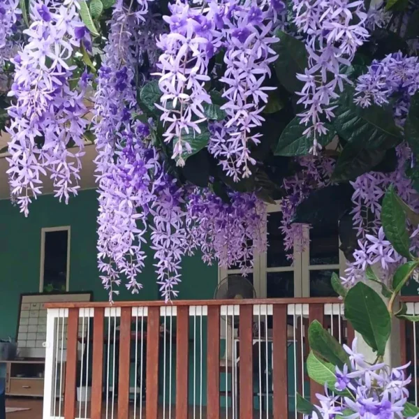 Buy Petrea Volubilis, Purple Sandpaper Plant (Nilmoni Lata) from Nursery Nisarga