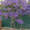Buy Petrea Volubilis, Purple Sandpaper Plant (Nilmoni Lata) from Nursery Nisarga