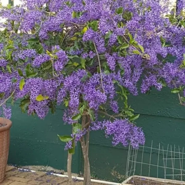 Buy Petrea Volubilis, Purple Sandpaper Plant (Nilmoni Lata) from Nursery Nisarga
