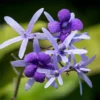 Buy Petrea Volubilis, Purple Sandpaper Plant (Nilmoni Lata) from Nursery Nisarga