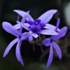 Buy Petrea Volubilis, Purple Sandpaper Plant (Nilmoni Lata) from Nursery Nisarga