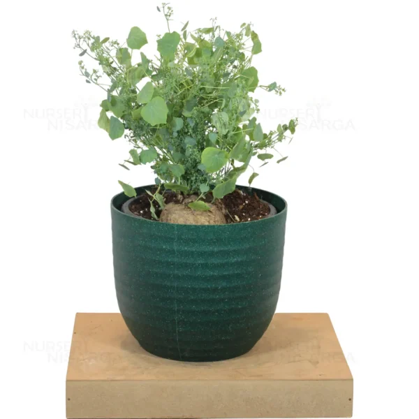 Buy Stephania Tuber Plant from nursery nisarga