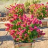 Buy Torch Glow Bougainvillea - plant from Nursery Nisarga