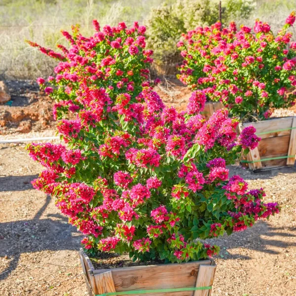 Buy Torch Glow Bougainvillea - plant from Nursery Nisarga
