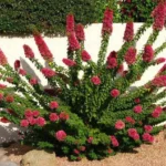 Buy Torch Glow Bougainvillea - plant from Nursery Nisarga