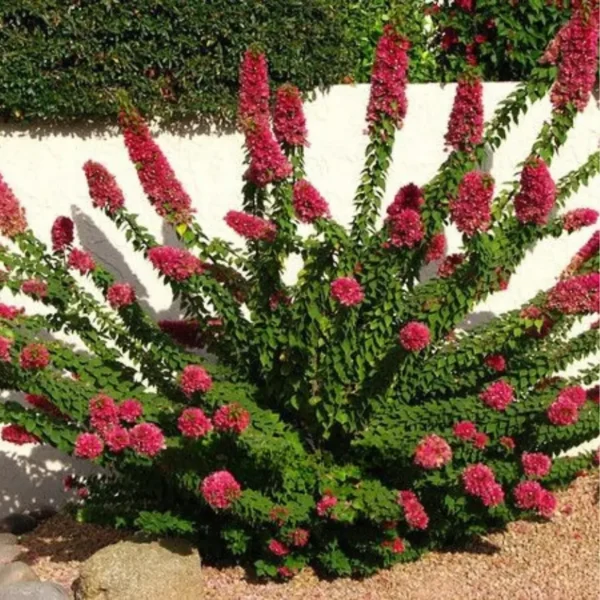 Buy Torch Glow Bougainvillea - plant from Nursery Nisarga