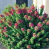 Buy Torch Glow Bougainvillea - plant from Nursery Nisarga