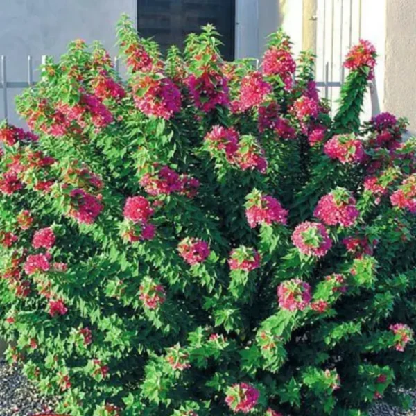 Buy Torch Glow Bougainvillea - plant from Nursery Nisarga