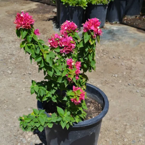Buy Torch Glow Bougainvillea - plant from Nursery Nisarga