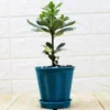 Buy Japanese Cheesewood Plant Online at Nursery Nisarga