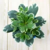 Buy Japanese Cheesewood Plant Online at Nursery Nisarga