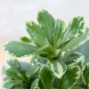 Buy Japanese Cheesewood Plant Online at Nursery Nisarga