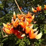 Buy Palash "Tesu", Butea monosperma Plant Online at Nursery Nisarga