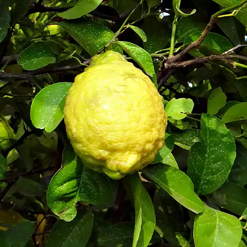 Buy Rough Lemon "Citron" Plant Online at Nursery Nisarga