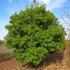 Buy Rough Lemon "Citron" Plant Online at Nursery Nisarga