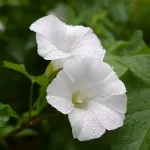 Buy Shankhpushpi Plant Online at Nursery Nisarga