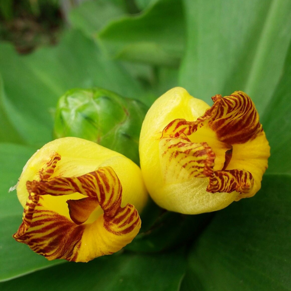 Buy Insulin Plant, Costus igneus - Plant from Nursery Nisarga
