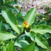Buy Insulin Plant, Costus igneus - Plant from Nursery Nisarga