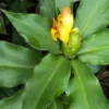 Buy Costus igneus "Insulin" Plant Online at Nursery Nisarga