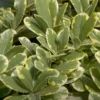 Buy japanese cheesewood plant online at nursery nisarga