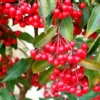 Buy Ardisia Crenata I Christmas Berry Online at Nursery Nisarga