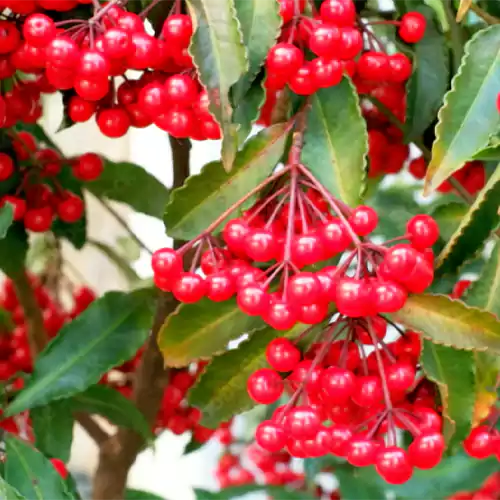 Buy Ardisia Crenata I Christmas Berry Online at Nursery Nisarga