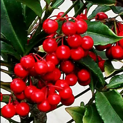 Buy Ardisia Crenata I Christmas Berry Online at Nursery Nisarga