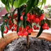 Buy Ardisia Crenata I Christmas Berry Online at Nursery Nisarga