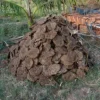 Buy Organic Cow Dung Cake Online at Nursery Nisarga