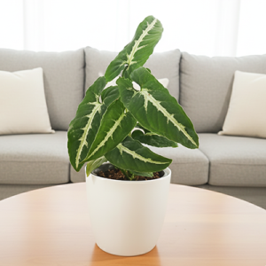 Buy Syngonium Wendlandii | Velvet Arrow-Head Plant from Nursery Nisarga