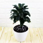 Dracaena coffee, compact sized gifting plant buy online at Nursery Nisarga