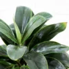 Dracaena coffee, compact sized gifting plant buy online at Nursery Nisarga