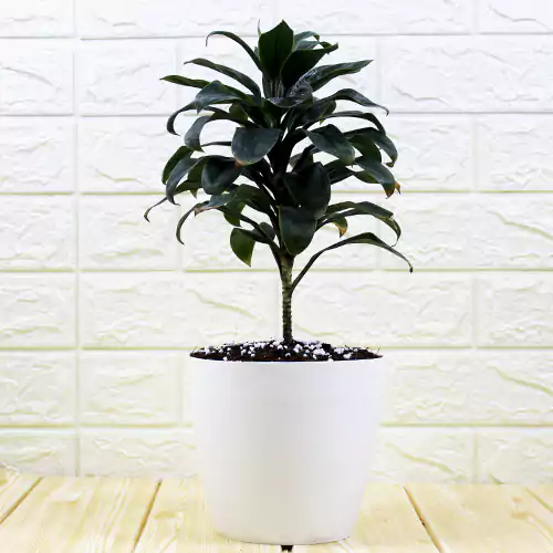 Dracaena coffee, compact sized gifting plant buy online at Nursery Nisarga